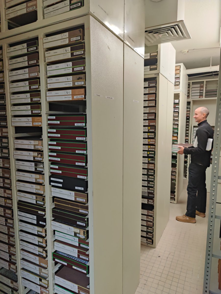 Tho molecular advances impact traditional skills, morphological ID remains pivotal. A blended approach enhances efficacy in mosquito research &amp; control.
I had the honor to visit <a href="/ird_fr/">IRD.fr</a> premises and discuss with <a href="/NRahola/">Nil Rahola</a>, a taxonomist. Their 🦟 collection since 1950 is invaluable