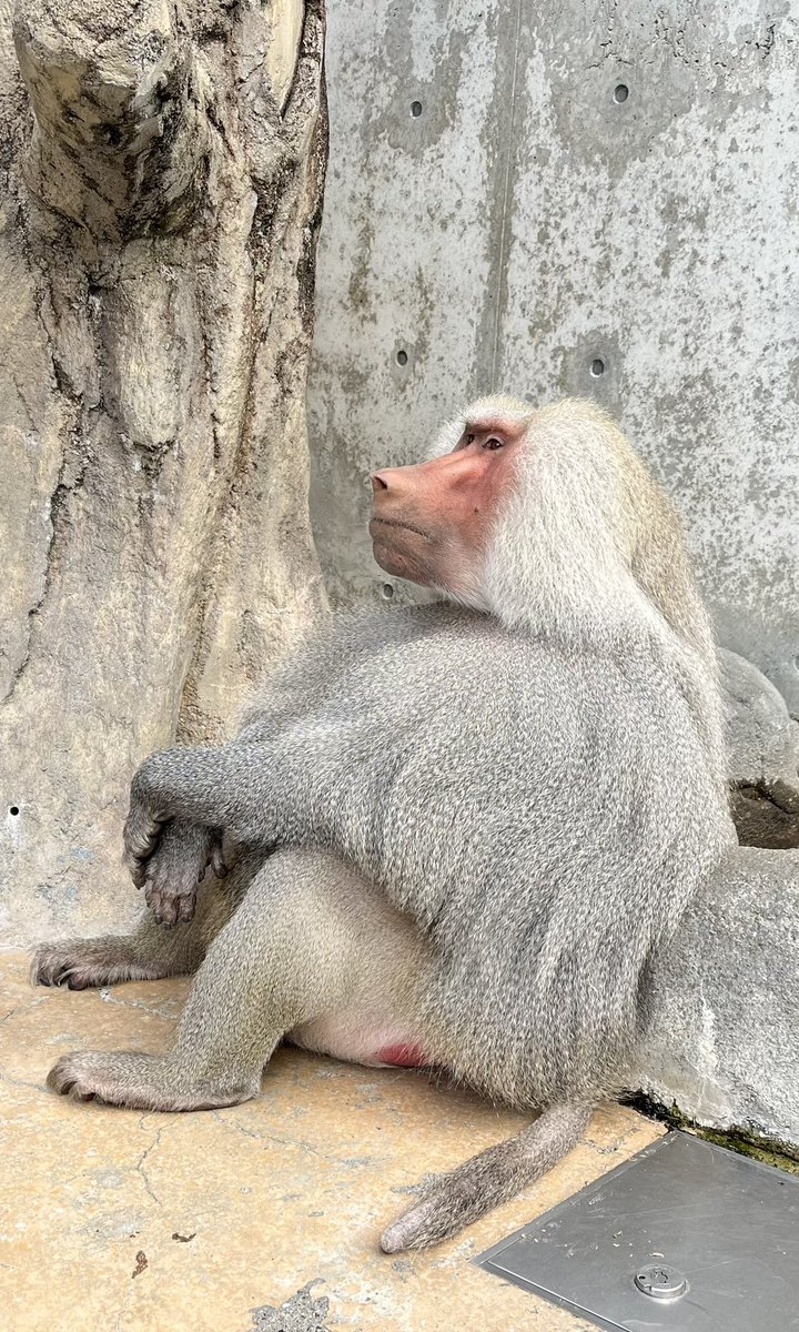 食後の体育座り
#福山市立動物園 #マントヒヒ #ジョージ #サル #帰ってきたサル担当