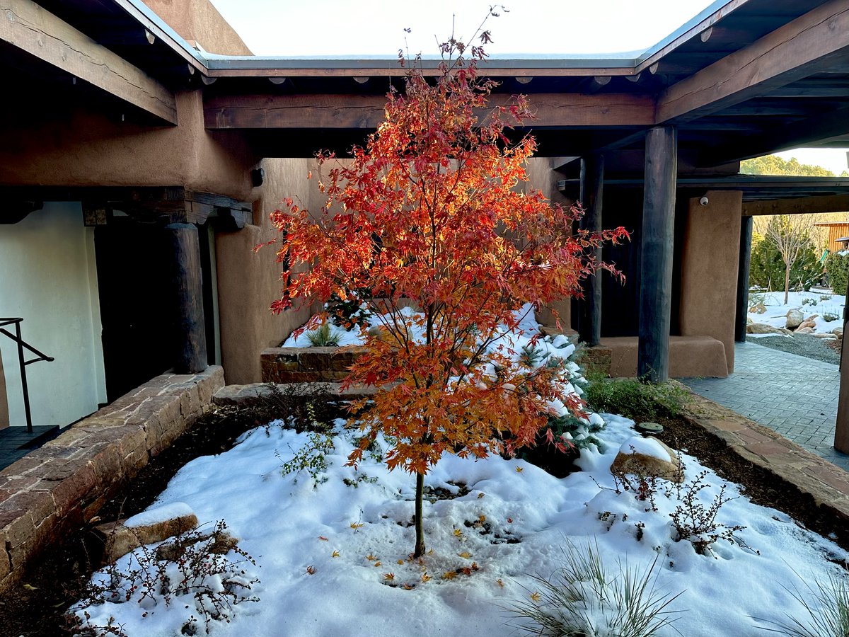 jhalifax's tweet photo. New Querencia: Japanese maple at Upaya Zen Center. https://t.co/o8wl98uVxm