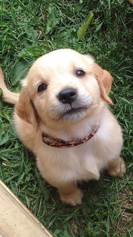 puppies_video's tweet photo. Love this puppy cuteness 🥰🐶🥰 https://t.co/G83CDAmqq8