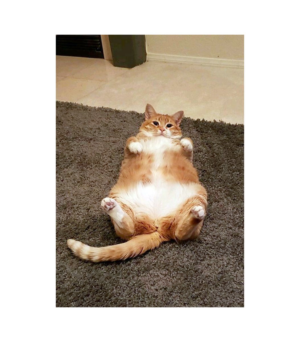 gentleeeeeeecat's tweet photo. https://t.co/P0kX6Iin4n