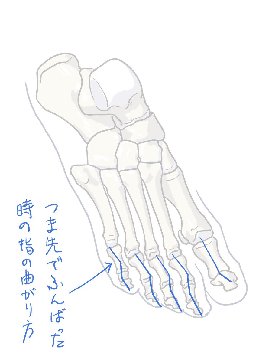 つま先の節