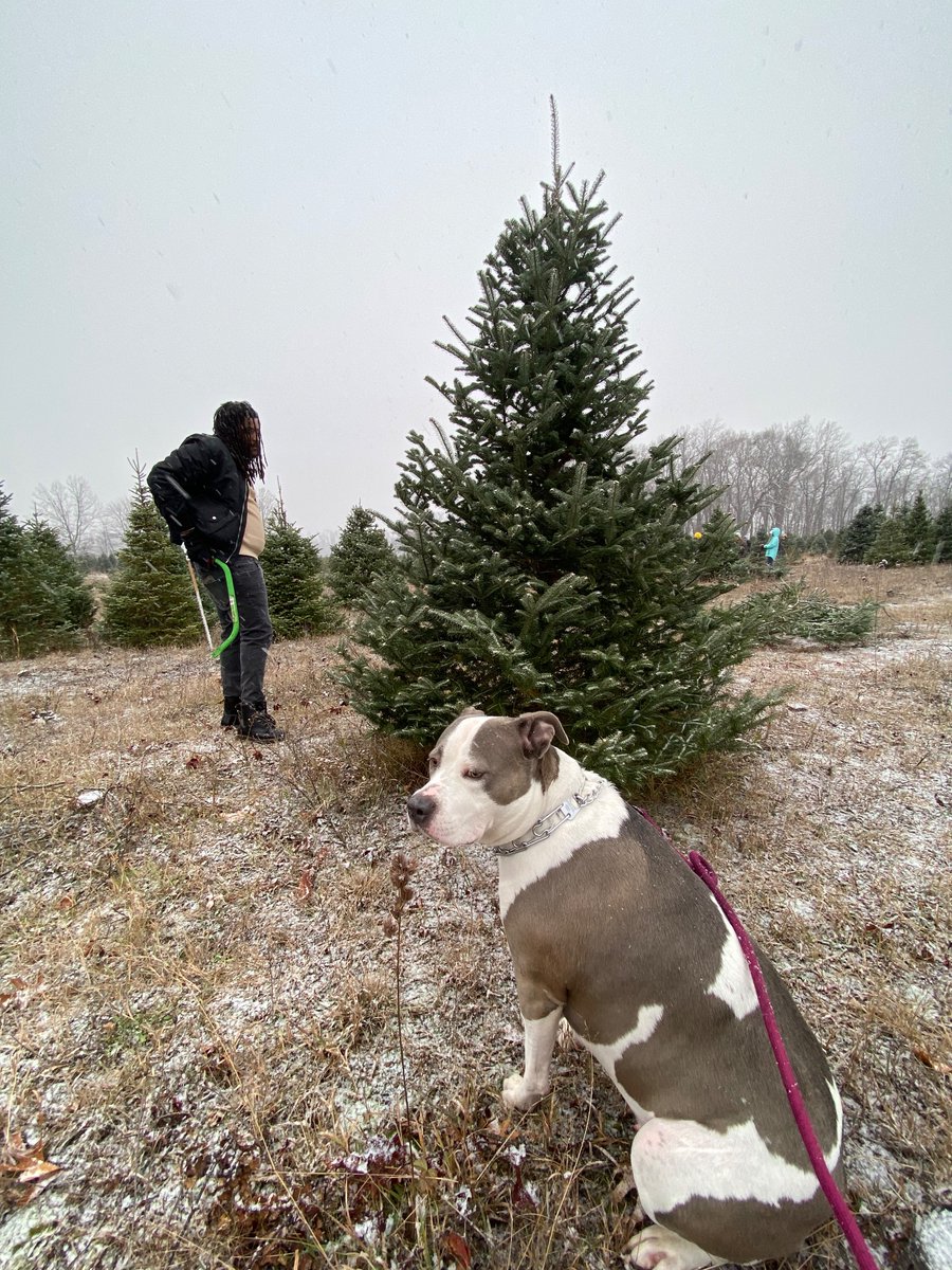 kenzelyse's tweet photo. Moonie got a Christmas tree 🌲❤️ https://t.co/j8JFBhm7co