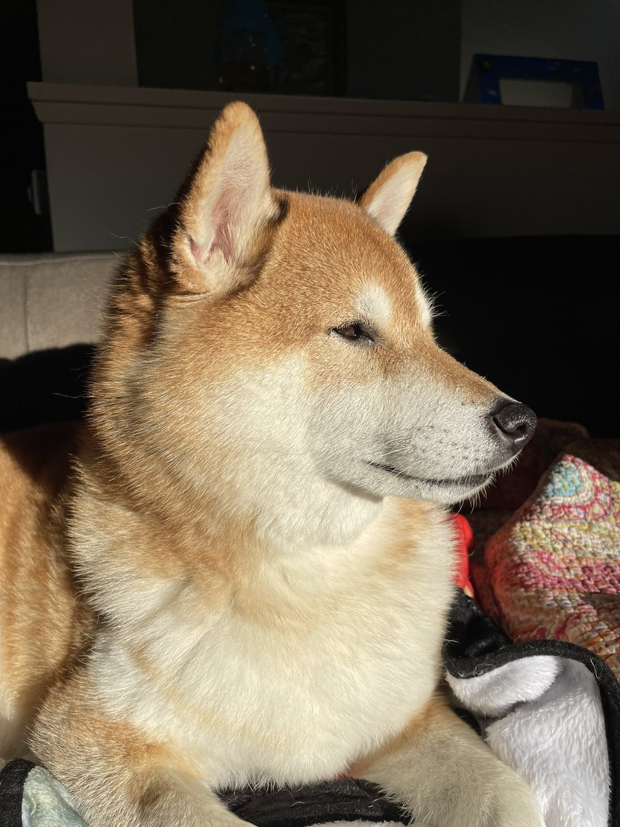 MrsCaiterBug's tweet photo. a picture of your pet and who they’re named after. https://t.co/oH26GtWOpK