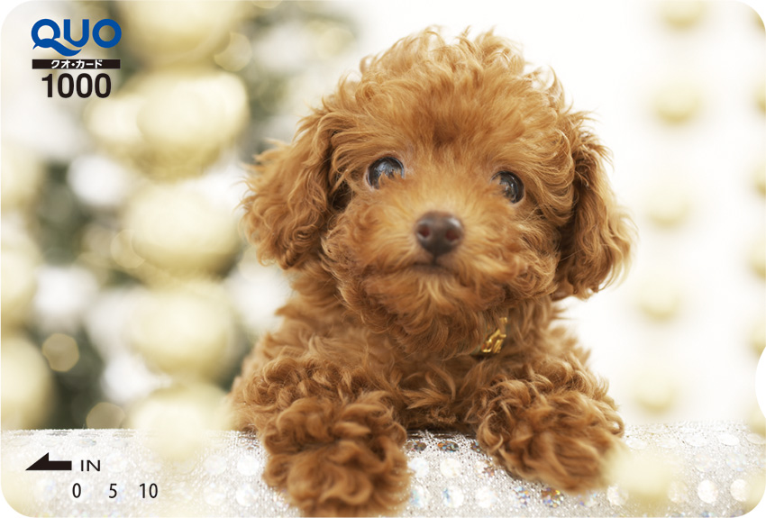 quocardofficial's tweet photo. おはようございます(Q◡O)✨
季節が巡るのは早いもので、もう11月の最終週です。

今年も残すところあと1ヶ月と少し。お互い気合を入れて、頑張りすぎないように頑張りましょう♪

とりあえずお疲れ顔もきっと優しい顔になる？かわいいQUOカードをおいておきます🐶 https://t.co/qjyV2R9X4F