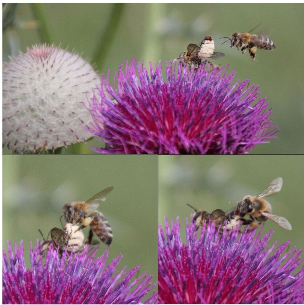 So far evidence for competition between managed honey bees &amp; wild bees has always thought to be indirect competition for resources. Now evidence is emerging that in areas of high honey bee density &amp; reduced flower availability honey bees are actually robbing wild bees of pollen.