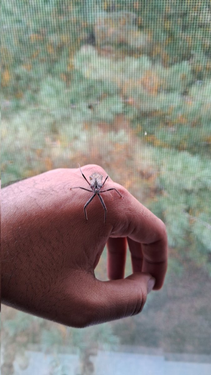 Hello there! 

#wheelbug #Hemiptera #insect #reduviidae #Bugs