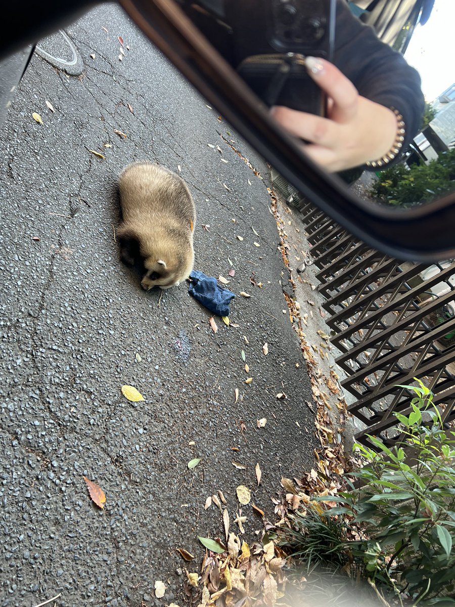 24mana_'s tweet photo. これってたぬき？たぬきにしてはすごいデブだったんだけど https://t.co/QpbrHOZ3bo