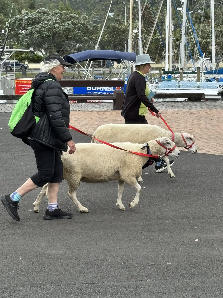 Only in NZ!! 

Having lunch with a good friend in Whangārei, New Zealand. I took this photo of people walking there sheep, #sheepwalking