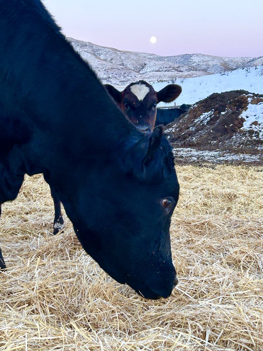 kmcsween's tweet photo. Nice moon tonight. #cowx #FiveFreedomsDairy #CowwithCalf https://t.co/YrWPEOYjOj