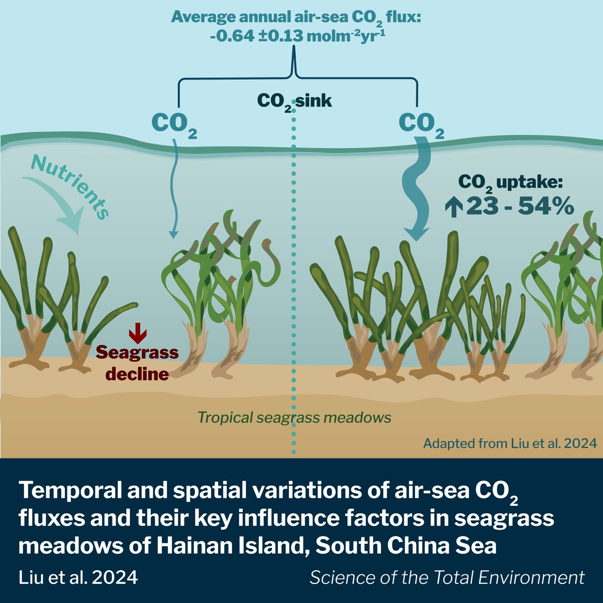 New study looks at air-sea CO2 flux in tropical seagrass meadows at different timescales. Biological processes dictated daily CO2 variations, and seagrass meadows act as carbon sinks through most seasons. But, nutrient loading hampered CO2 uptake- authors.elsevier.com/c/1i7r-B8ccyj9c