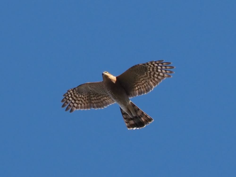 kake3's tweet image. ハイタカ。