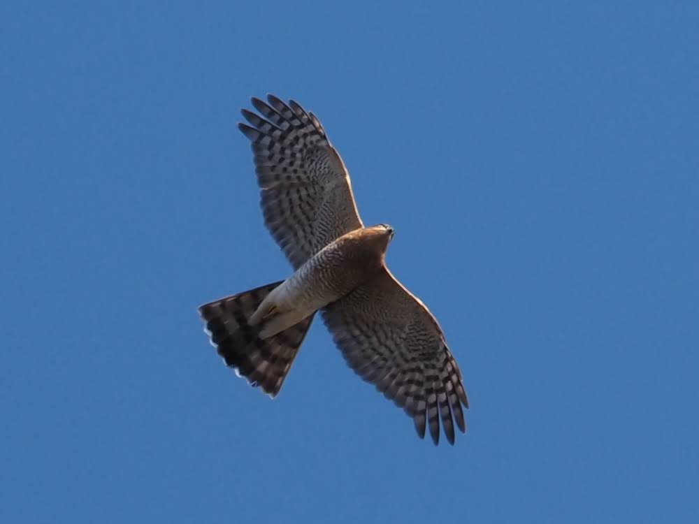 kake3's tweet image. ハイタカ。