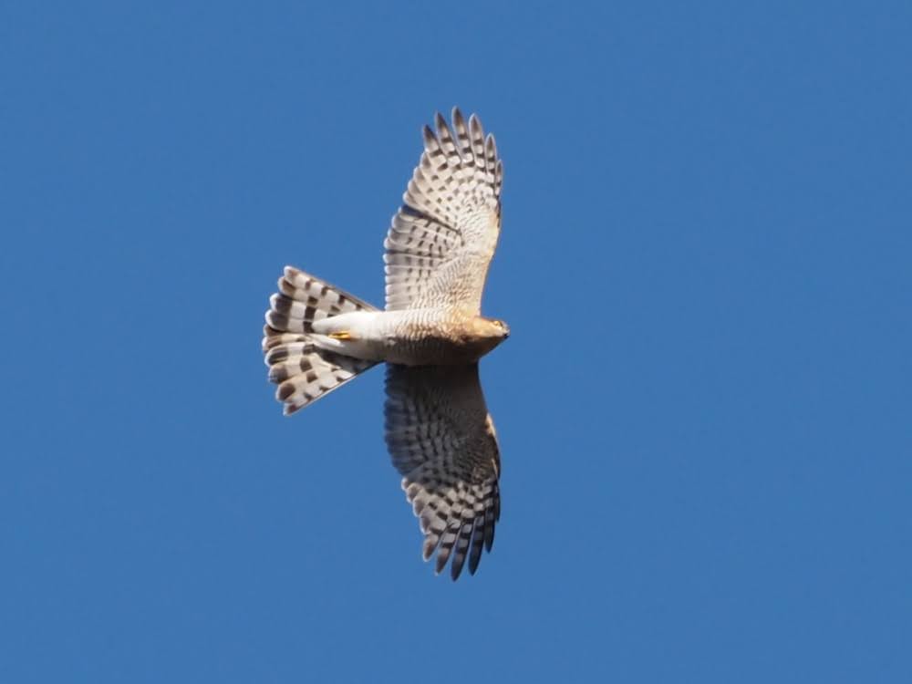 kake3's tweet image. ハイタカ。