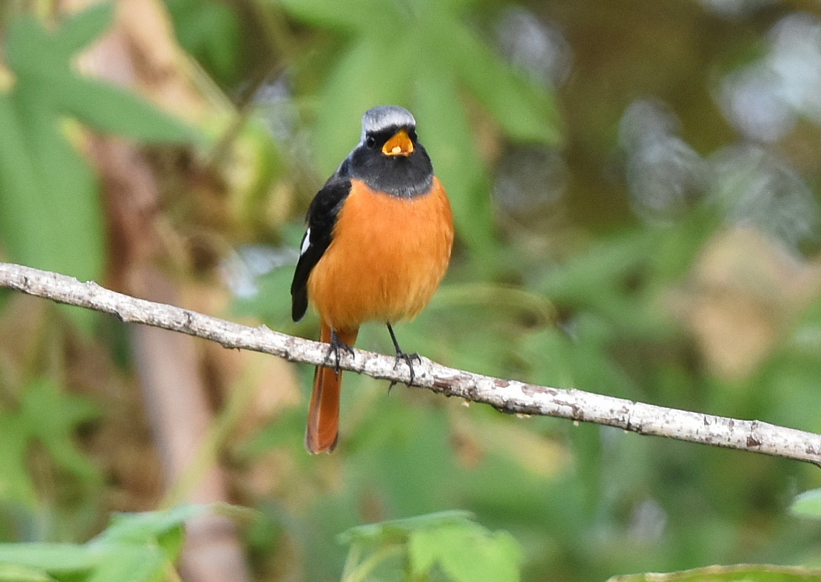 woodsbird81's tweet photo. 種をパクリ。
#野鳥観察 #ジョウビタキ https://t.co/PqoF80kFSY