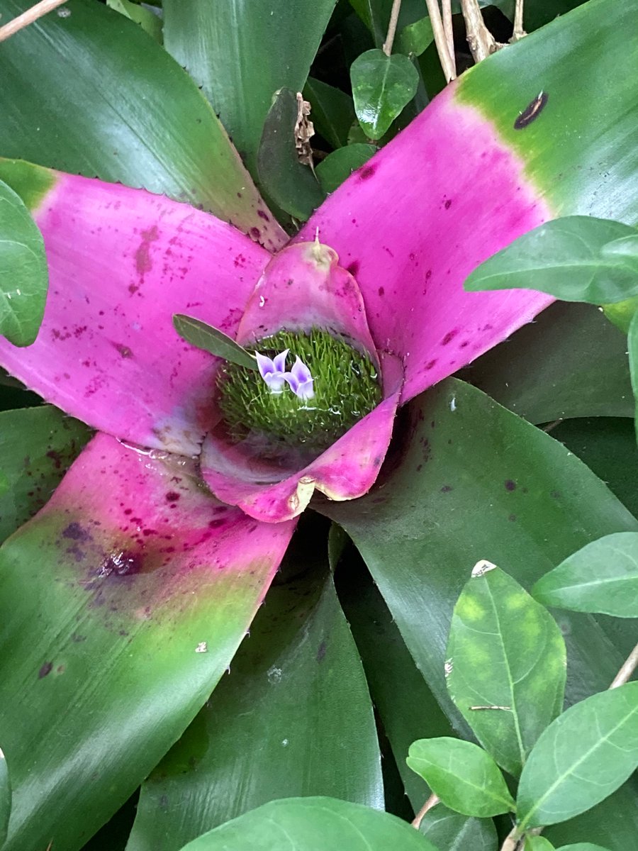 daily plants tweet media