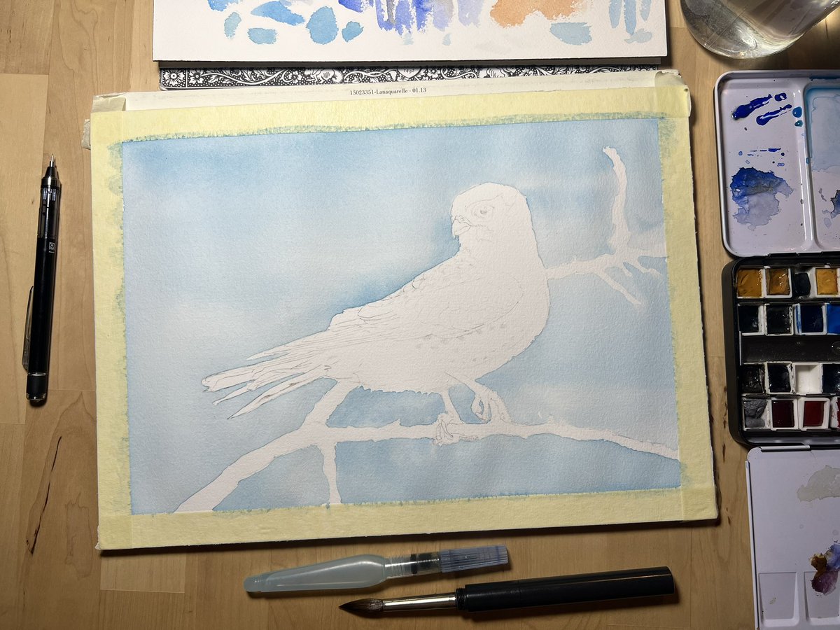 atheneawakened's tweet photo. This evening I gave my kestrel a sky to supervise. Waiting for it to dry so I can give him a face, my favorite part ๐ฅน #watercolor #falconmagic https://t.co/3oUdJI7HNW