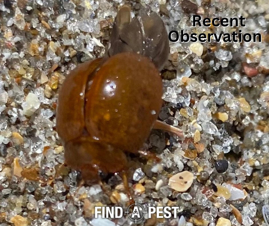 FindNz's tweet photo. Did you know about this pest to our eucalyptus trees? This little beetle is a fairly recent unwelcome visitor, arriving on our shores in 2016. You can read more about Eucalyptus variegated beetle here: https://t.co/QROdjJz3yk https://t.co/ifnovjvqu3