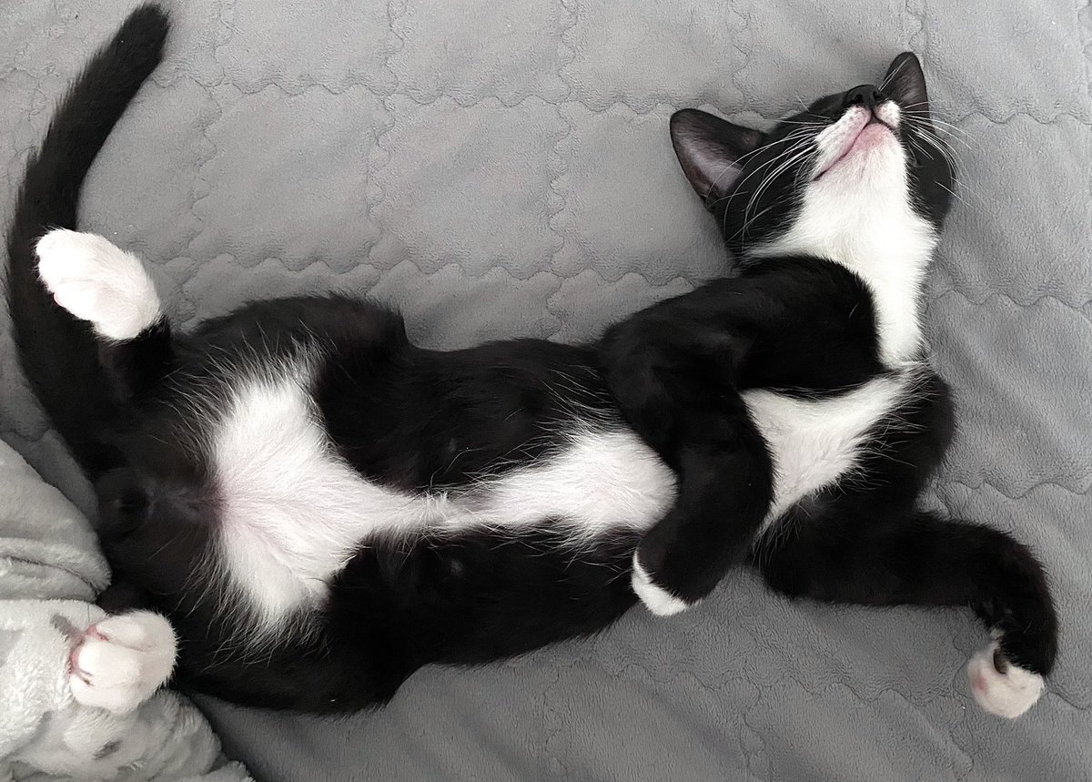 전기장판이란 대체 뭘까...