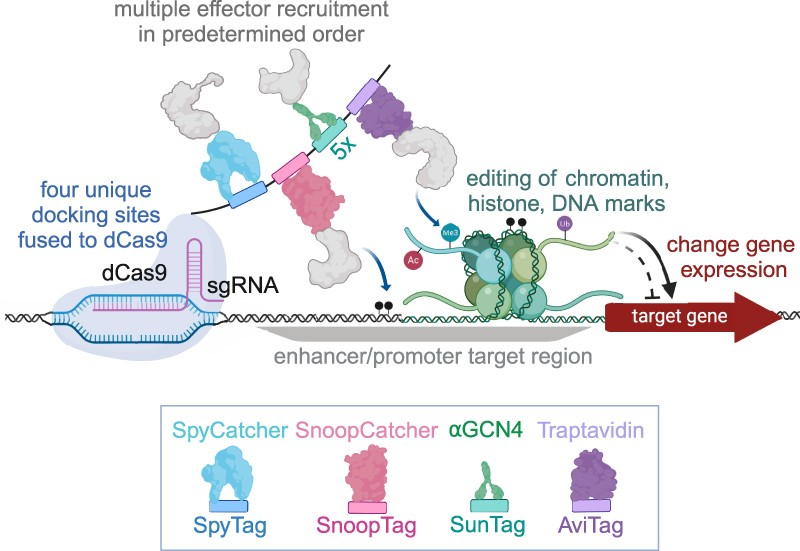 Dr James Lloyd (@jamespblloyd) on Twitter photo Great to see this elegant epigenome modifying system published, lead by <a href="/TessaASwain/">Tessa Swain</a> with <a href="/BlauerPlums/">Christian PflĂĽger</a> and <a href="/ry_lister/">ryan lister</a>
Want to recruit multiple epi-modifiers to the same locus? Well then this is the perfect system, for you! Great to see this elegant epigenome modifying system published, lead by <a href="/TessaASwain/">Tessa Swain</a> with <a href="/BlauerPlums/">Christian PflĂĽger</a> and <a href="/ry_lister/">ryan lister</a>
Want to recruit multiple epi-modifiers to the same locus? Well then this is the perfect system, for you!