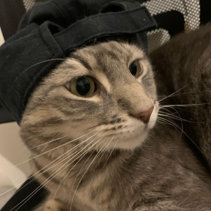 reqwbn's tweet photo. . ⋆. ׁBusco Mutuals!   

 #kpoptwt 
 
♩ : No soy nuevo, pero quiero hacer más chicharrones (amiguitos) como si fuéramos un au :3  

♩ : Prioridad en skz pero acepto cualquier fandom!  

♩ : Fav + rt para ser mutuals! https://t.co/EyKCD1ID8B