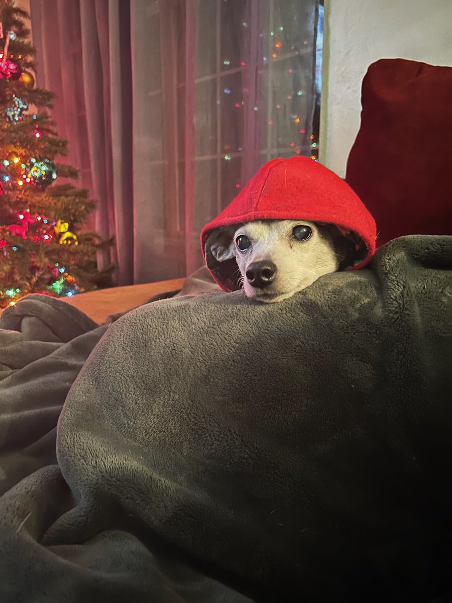 MattTovar4's tweet photo. Pup knows the mood https://t.co/XjxbnRH5lV