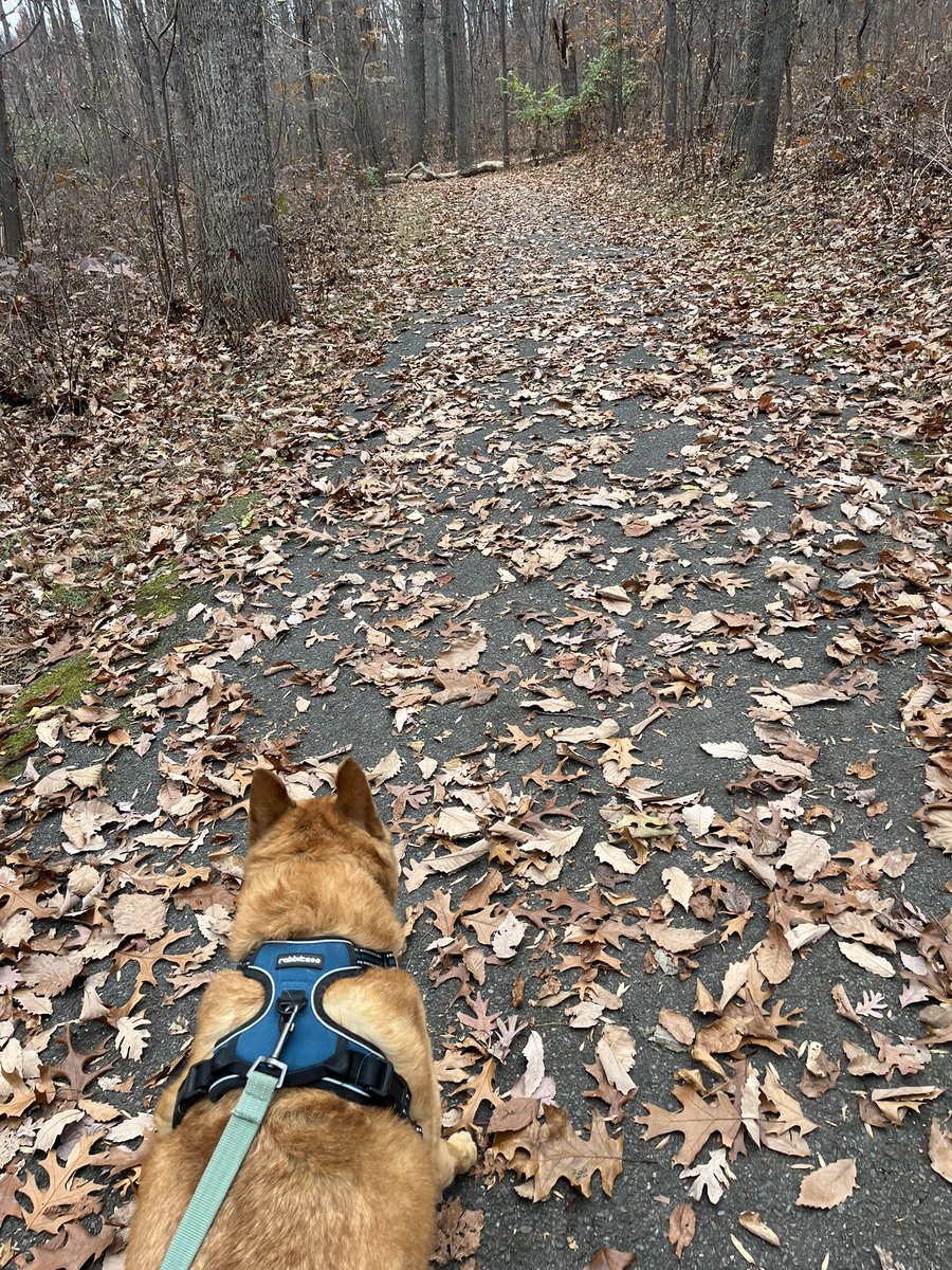 It’s a double adventure day: Spent the AM on Billy Goat Trail A between market 2 and 3. Then took the #SeniorPup to Ridge Road Recreational Park. Although his big #hike days are behind him, Wally still loves our #OutdoorAdventures @COcanalNPS @MontgomeryParks @CanalTrust #dogmom