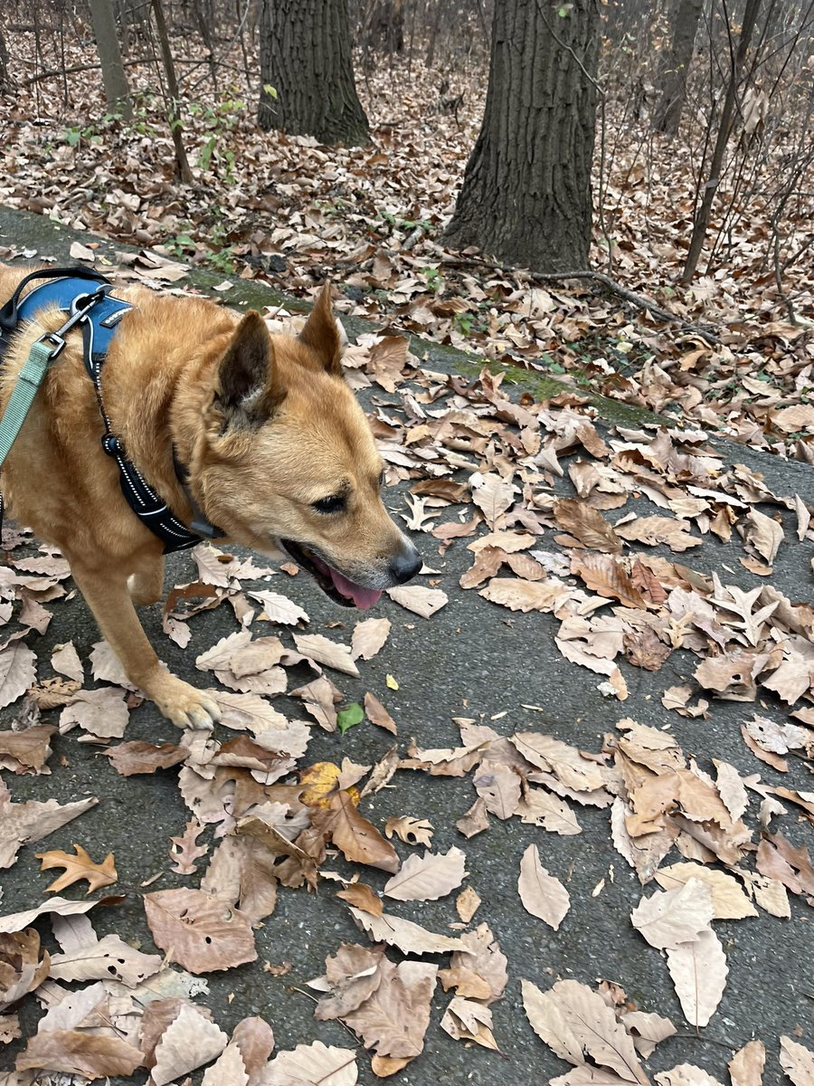 LovinHotChoc's tweet photo. It’s a double adventure day: Spent the AM on Billy Goat Trail A between market 2 and 3. Then took the #SeniorPup to Ridge Road Recreational Park. Although his big #hike days are behind him, Wally still loves our #OutdoorAdventures @COcanalNPS @MontgomeryParks @CanalTrust #dogmom https://t.co/xY68w11XhX