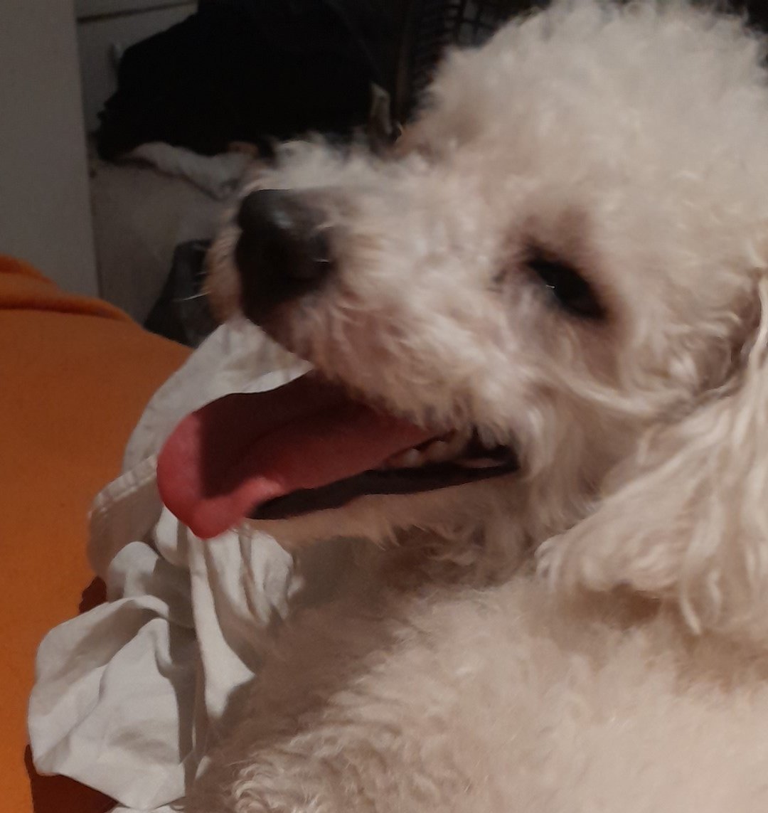 mortipherus_'s tweet image. 