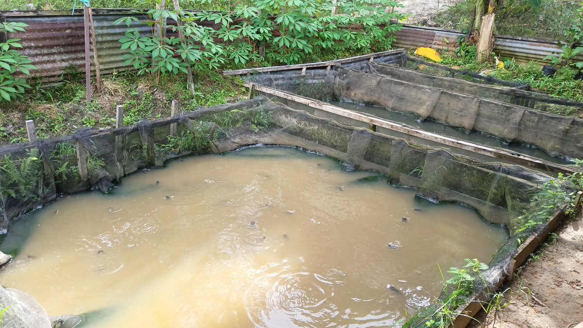 arioam17's tweet photo. Sabtu (10/11), Ario Anggara M, Luhkan Tarakan, di POKDAKAN Raja Ikan, Kel. Kampung Empat, melaporkan hasil produksi Ikan Lele, Kolam Sederhana sebanyak +/- 100Kg,  Size 7-8, Harga Jual Rp35.000/Kg, Dipasarkan Lokal Tarakan https://t.co/CyVetP5Oa5