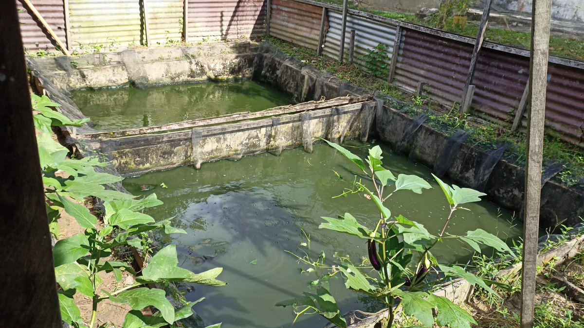 arioam17's tweet photo. Sabtu (10/11), Ario Anggara M, Luhkan Tarakan, di POKDAKAN Raja Ikan, Kel. Kampung Empat, melaporkan hasil produksi Ikan Lele, Kolam Sederhana sebanyak +/- 100Kg,  Size 7-8, Harga Jual Rp35.000/Kg, Dipasarkan Lokal Tarakan https://t.co/CyVetP5Oa5