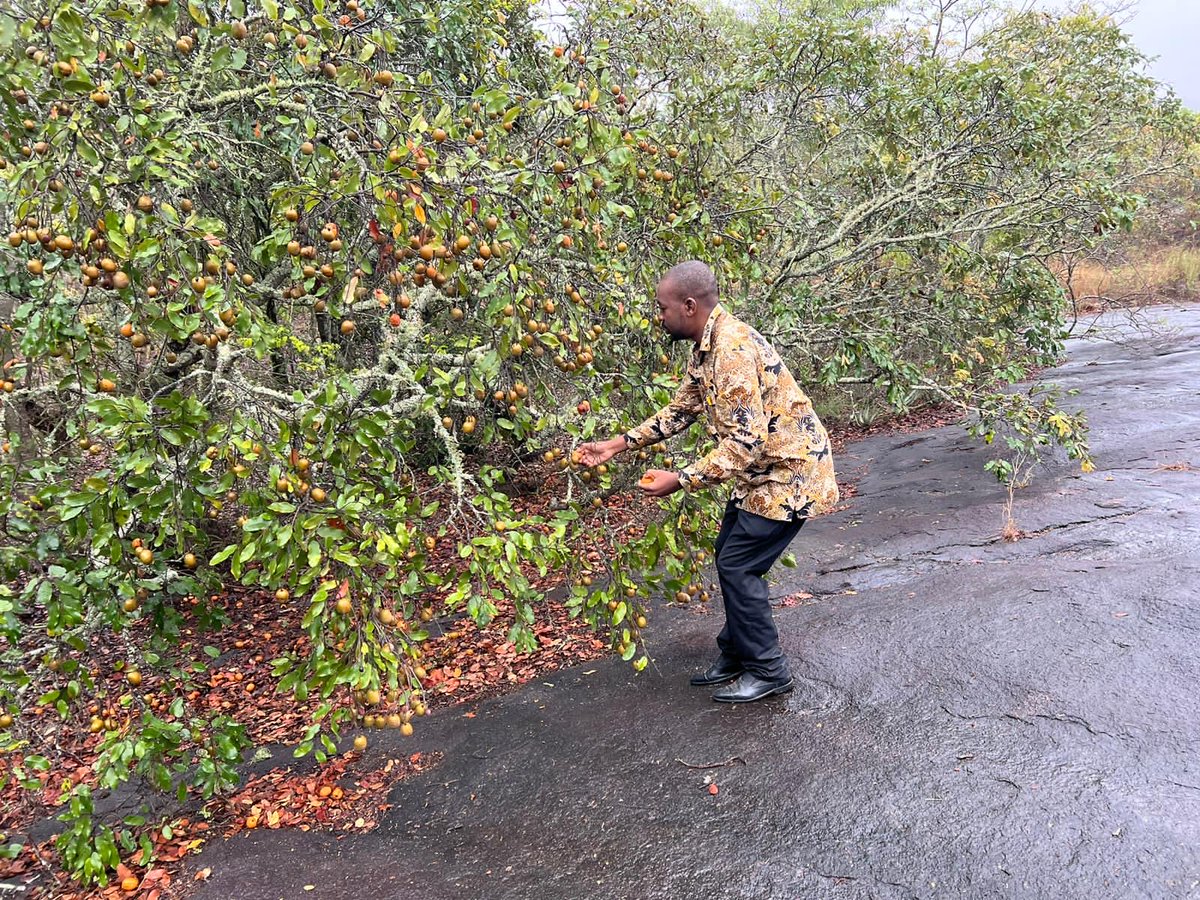 nelsonchamisa's tweet photo. LIFE IN THE COUNTRYSIDE …In rural Zimbabwe, like in most African countries, locals collect edible wild fruits like hacha (Parinari curatellifolia) for direct consumption or processing into food products esp during periods of food shortage..This makes Africa special! #HappyPeople https://t.co/CzFuqDvXFU
