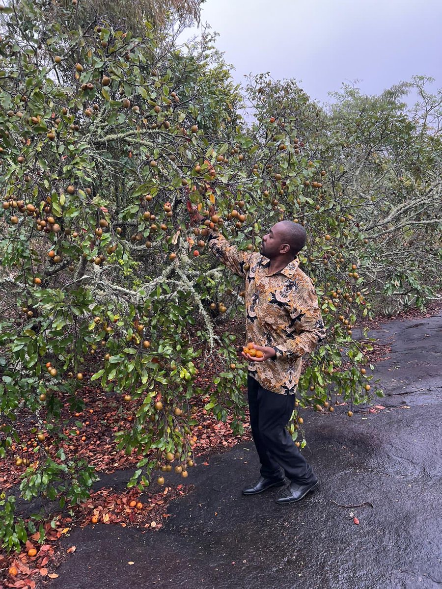 LIFE IN THE COUNTRYSIDE …In rural Zimbabwe, like in most African countries, locals collect edible wild fruits like hacha (Parinari curatellifolia) for direct consumption or processing into food products esp during periods of food shortage..This makes Africa special! #HappyPeople