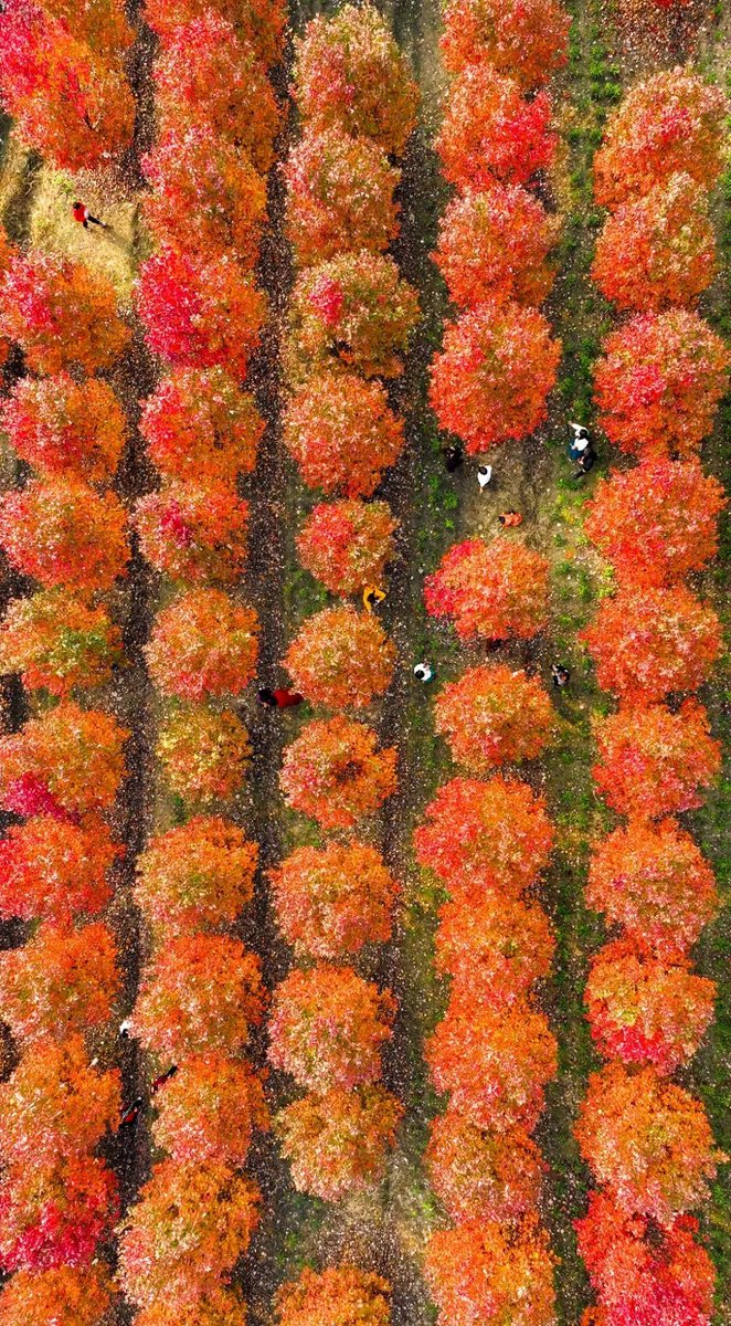 Chengdu_China's tweet photo. Experience the breathtaking beauty of Chengdu's Red Maple Forest, where nature paints a vibrant canvas. π Embrace the enchanting hues of red and gold as you stroll through this picturesque haven. #ChengduAutumn #RedMapleForest
π·ζι½ζζ
https://t.co/bDTtRr0C9o