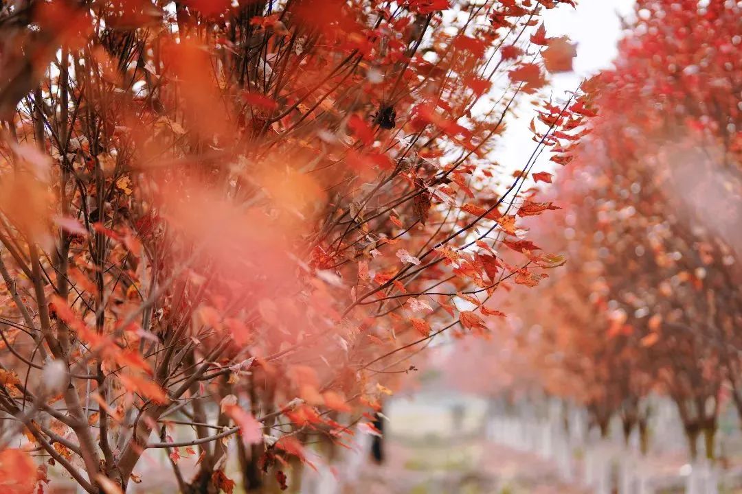 Chengdu_China's tweet photo. Experience the breathtaking beauty of Chengdu's Red Maple Forest, where nature paints a vibrant canvas. π Embrace the enchanting hues of red and gold as you stroll through this picturesque haven. #ChengduAutumn #RedMapleForest
π·ζι½ζζ
https://t.co/bDTtRr0C9o