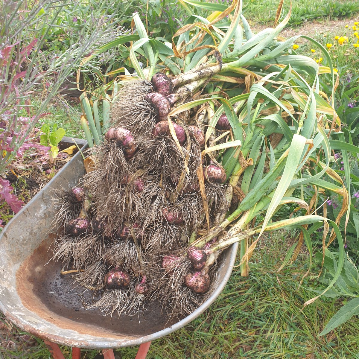 FarmToHanger's tweet photo. It's that most wonderful time of the year.... and no, we don't mean Christmas.
It's garlic harvesting season! 🧄 🤤 

These beauties have been growing since April - it's a long wait but always worth it when we get to pull these scrumptious bulbs out of the ground. https://t.co/tefJGcRNQn