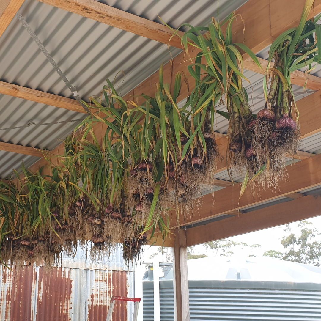 It's that most wonderful time of the year.... and no, we don't mean Christmas.
It's garlic harvesting season! 🧄 🤤 

These beauties have been growing since April - it's a long wait but always worth it when we get to pull these scrumptious bulbs out of the ground.