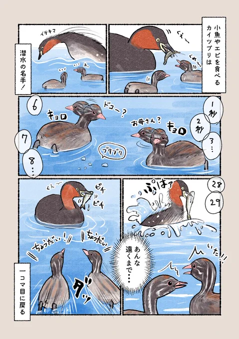 意外と知らない鳥の生活  「カイツブリの子育て」  育ち盛りのヒナのため、狩りに大忙し!