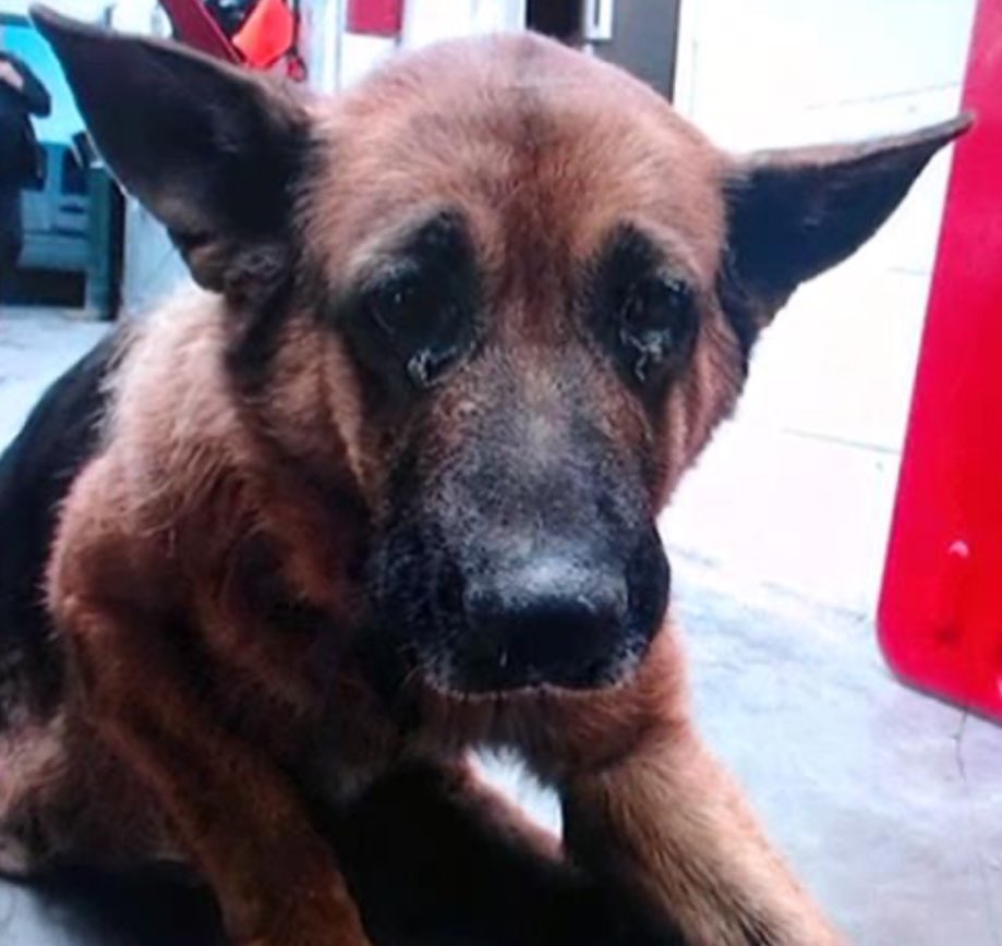 TomJumboGrumbo's tweet photo. The face of abandonment, grandma Noah arrived in San Bernardino CA as a lonely stray on Nov 21. Ten years old, her stray hold has now expired and her family are nowhere to be seen. She’s at risk TBK anytime and we have to help her. Reposts and pledges will help her get noticed and saved. Please let’s help beautiful Noah! 
#A561014

https://t.co/xVSB8geHUG

https://t.co/h0crc5zY5R