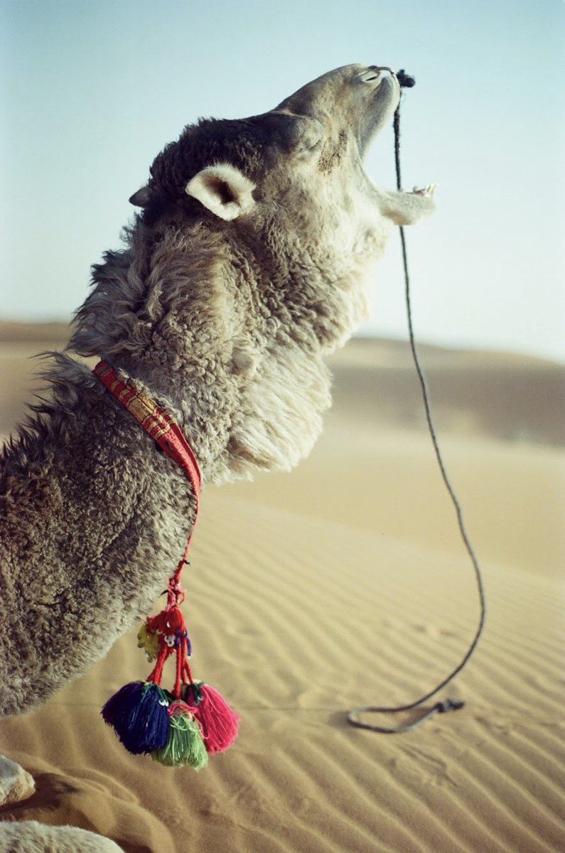 catbinet_'s tweet photo. @BraydenCreation after a long day 🐫 https://t.co/dstxFpmIvM