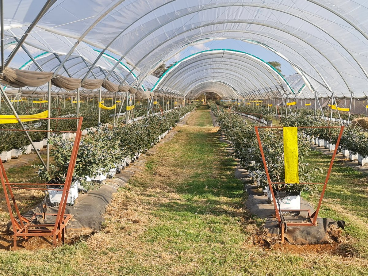 ZimGvt_NDS1's tweet photo. #NDS1

1. Zimbabwe emerged as the global leader in blueberry exports, experiencing unparalleled growth, according to a recent #EastFruit report.

Over the past five years, blueberry exports from Zim have increased by an impressive 63% annually, reaching a total of 1,200 tonnes https://t.co/ZYXzqGj7bY