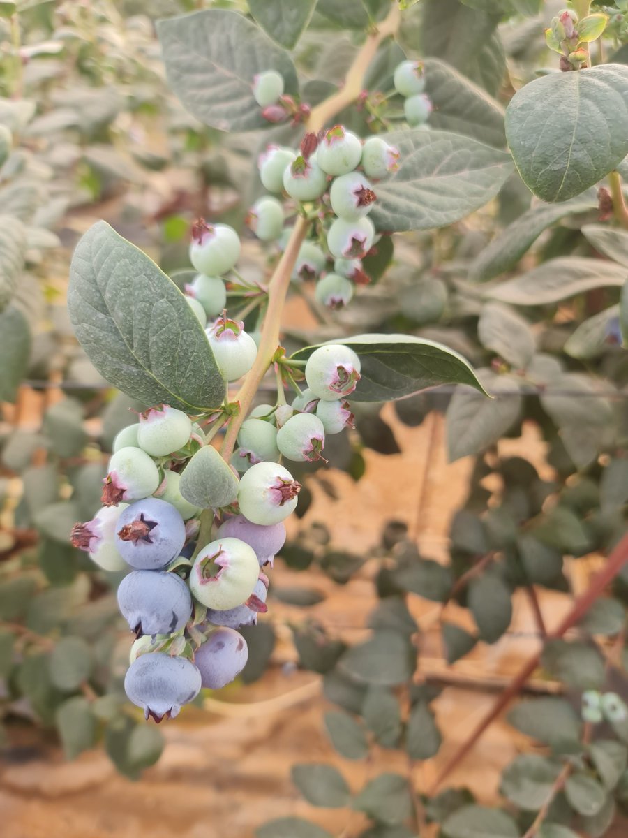 ZimGvt_NDS1's tweet photo. #NDS1

1. Zimbabwe emerged as the global leader in blueberry exports, experiencing unparalleled growth, according to a recent #EastFruit report.

Over the past five years, blueberry exports from Zim have increased by an impressive 63% annually, reaching a total of 1,200 tonnes https://t.co/ZYXzqGj7bY