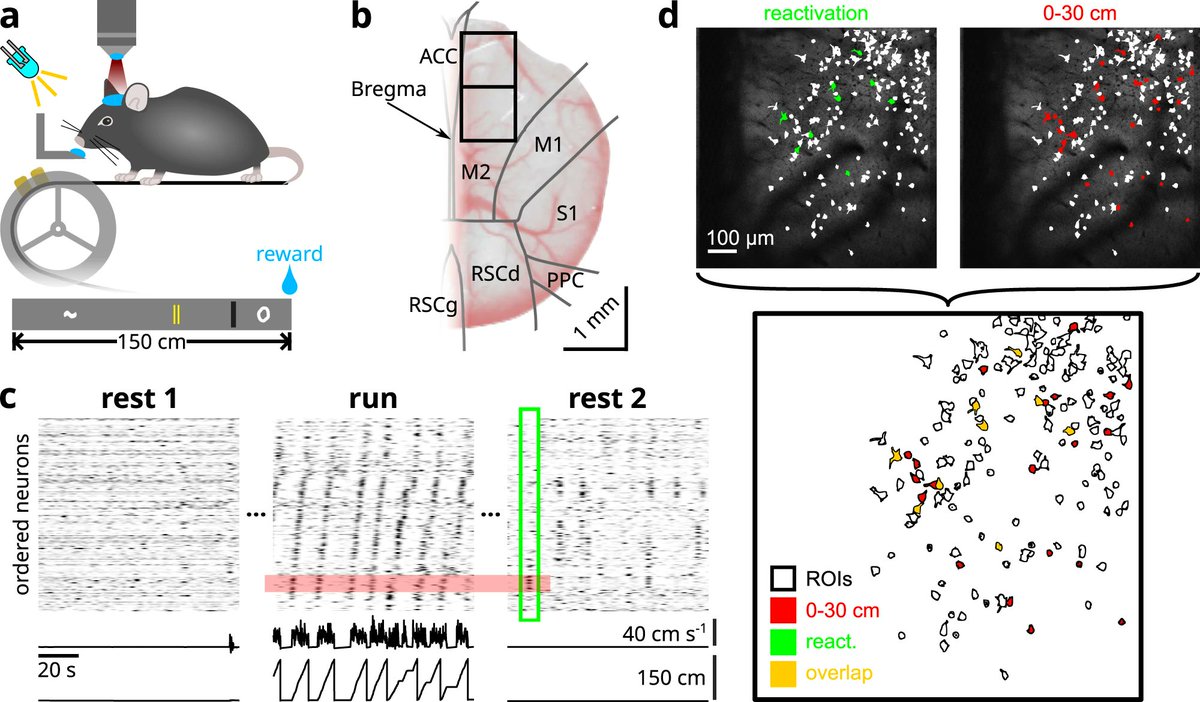 Paper out <a href="/NatureComms/">Nature Communications</a> 🎉🎊 A huge thanks to the reviewers and editors who helped us substantially improve our article. <a href="/mohajerani77/">Majid Mohajerani</a> 

"Cortical reactivation of spatial and non-spatial features coordinates with hippocampus to form a memory dialogue"
👉👉 rdcu.be/dr45V