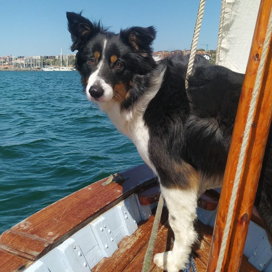 NuevaVidaAdop's tweet photo. #MADRID 
URKI precioso #bodercollie de 3 años 
Su familia NO puede atenderlo,necesita #adopcionresponsable 
Le encanta bañarse(se tira horas bañandose) y el monte.
Sociable con niños,🐶🐱
Se entrega chipado,vacunado,desparasitado y castrado 
CONTACTO📩facenuevavida@gmail.com
#rt https://t.co/7HHXRanwBI