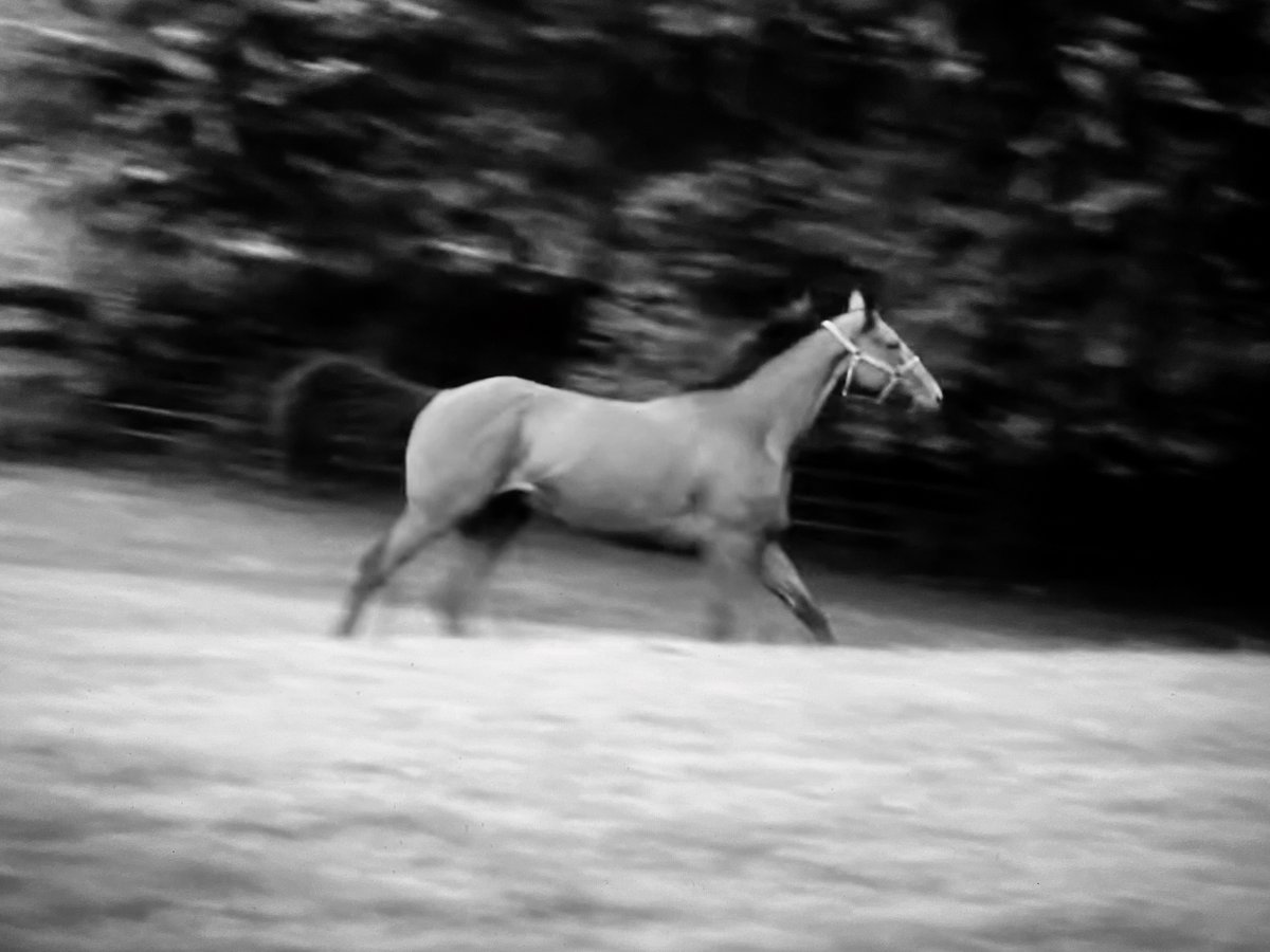HH_Photos_'s tweet photo. #52frames_nature
#week47 #blackandwhite 
#equinephotography #ginasframers #SYWTBAP

“Wild Heart” https://t.co/EPr621hrzl