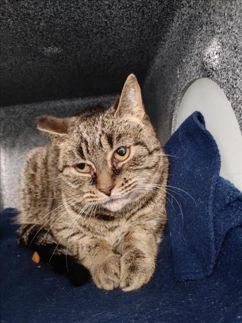 PetfindToronto's tweet image. #EGLINTON #REDPATH AVE Pls RT2unite #FOUND #CAT- 24-Nov-23 #Toronto Animal Services A965070 #EAST 416-338-7539 BROWN DSH F/?Age