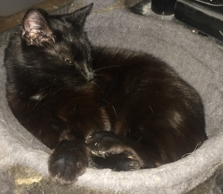 ATVNetworkCat's tweet photo. Can't a cat have five minutes without being snapped unexpectedly? Just chillin' in my pod, you know... #BlackCat #CatsOfX #CatChillin #CatsOfTwitter https://t.co/fwEiyYb1D2