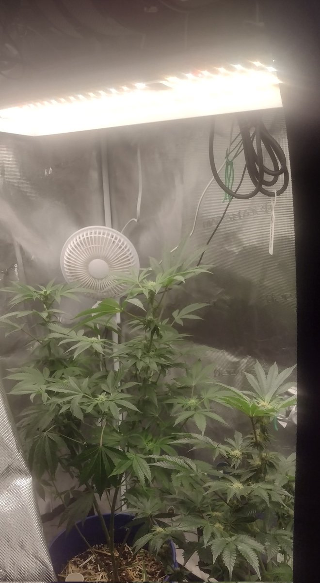 DjVisionaire's tweet photo. 💡⛺📟💨 Budget Indoor Grow Kits for Beginners 💚 @MarsHydroLight #Tsl2000 LED Grow Light, 2x4 #GrowTent, 6 inch #InlineFan

👍 Lightweight &amp; Easy to install, Easy to Operate! Esp. Friendly to New Growers
#MarsHydroGrowTentKit #GrowTentKit

#CannabisCommunity #CannaLand #Growmies https://t.co/haVgZ3Sujv
