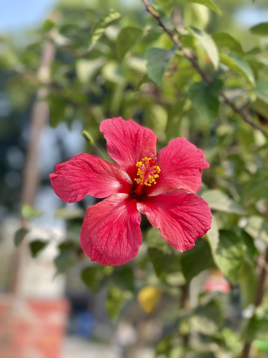 gsushma55's tweet image. .. जब आपका मन अच्छा हो तो फूलों की रौनक़ें भी आँखों को और ज़्यादा लुभाती हैं! 

Happiiee Monday dosto’n! #Sush_Click!