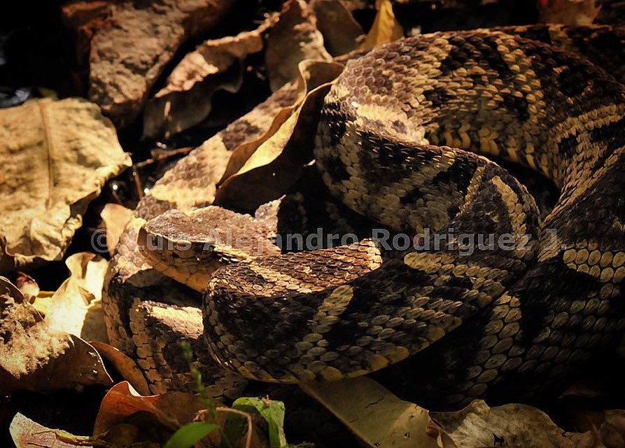 Guayacán, mapanare, terciopelo, cuatronarices, tres pasitos entre otros los nombres comunes que recibe esta misma serpiente su nombre es Bothrops atrox #serpientesdevenezuela